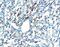 Chordin antibody, PA5-47934, Invitrogen Antibodies, Immunohistochemistry frozen image 