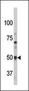 Probable G-protein coupled receptor 37 antibody, LS-C99200, Lifespan Biosciences, Western Blot image 