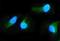 2-Aminoethanethiol Dioxygenase antibody, PB10032, Boster Biological Technology, Immunofluorescence image 