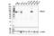 Protein Kinase C beta 2  antibody, 25453S, Cell Signaling Technology, Western Blot image 