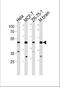 F-Box Protein 28 antibody, A10940, Boster Biological Technology, Western Blot image 