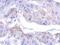 Myotubularin-related protein 12 antibody, GTX119163, GeneTex, Immunohistochemistry paraffin image 
