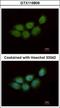 Zinc Finger CCHC-Type Containing 4 antibody, GTX119809, GeneTex, Immunofluorescence image 