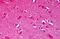 NMDAR2B antibody, MBS246120, MyBioSource, Immunohistochemistry frozen image 