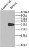 Ribosomal Protein S3A antibody, FNab07478, FineTest, Immunoprecipitation image 