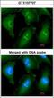 Golgin A6 Family Member B antibody, GTX107707, GeneTex, Immunofluorescence image 