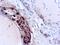 Calcitonin Related Polypeptide Alpha antibody, GTX79412, GeneTex, Immunohistochemistry paraffin image 
