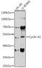 Cyclin A1 antibody, GTX32544, GeneTex, Western Blot image 