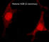 Histone H2B antibody, HP4291, ECM Biosciences, Immunocytochemistry image 