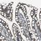 Urp antibody, NBP1-87223, Novus Biologicals, Immunohistochemistry frozen image 