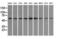 Protein Phosphatase 5 Catalytic Subunit antibody, LS-C114715, Lifespan Biosciences, Western Blot image 