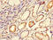SPARC Related Modular Calcium Binding 1 antibody, LS-C679563, Lifespan Biosciences, Immunohistochemistry paraffin image 