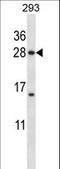 H1 Histone Family Member X antibody, LS-C166753, Lifespan Biosciences, Western Blot image 