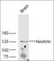 Myelin-associated oligodendrocyte basic protein antibody, orb157888, Biorbyt, Western Blot image 