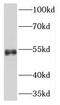 Nuclear Factor I B antibody, FNab05699, FineTest, Western Blot image 