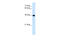 Segmentation protein even-skipped antibody, 30-326, ProSci, Western Blot image 