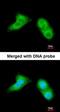 Ubiquitin Conjugating Enzyme E2 G2 antibody, orb74000, Biorbyt, Immunofluorescence image 