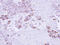 Epoxide Hydrolase 1 antibody, LS-C186064, Lifespan Biosciences, Immunohistochemistry frozen image 