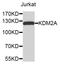 Lysine Demethylase 2A antibody, STJ113662, St John