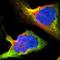 SHC-transforming protein 2 antibody, NBP1-87076, Novus Biologicals, Immunofluorescence image 