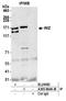 Protein Wiz antibody, A305-864A-M, Bethyl Labs, Immunoprecipitation image 