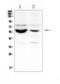 RNA-binding protein Nova-1 antibody, A06087-1, Boster Biological Technology, Western Blot image 