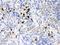 Matrix Metallopeptidase 8 antibody, PA5-79687, Invitrogen Antibodies, Immunohistochemistry frozen image 