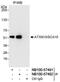 Ataxin-10 antibody, NB100-57491, Novus Biologicals, Western Blot image 