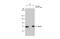 Hspa1 antibody, GTX111088, GeneTex, Immunoprecipitation image 