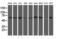 Probable Xaa-Pro aminopeptidase 3 antibody, M11450, Boster Biological Technology, Western Blot image 