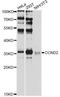 Cyclin D2 antibody, LS-C748342, Lifespan Biosciences, Western Blot image 