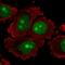 Ribosomal Biogenesis Factor antibody, HPA044805, Atlas Antibodies, Immunocytochemistry image 