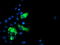 Galectin 3 Binding Protein antibody, TA503455, Origene, Immunofluorescence image 