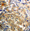 Protein Kinase C Zeta antibody, TA333274, Origene, Immunohistochemistry frozen image 
