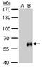 Influenza virus antibody, GTX128542, GeneTex, Western Blot image 