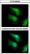 Forkhead Box O4 antibody, GTX109025, GeneTex, Immunofluorescence image 