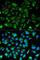 Protein Kinase CAMP-Dependent Type I Regulatory Subunit Alpha antibody, A0906, ABclonal Technology, Immunofluorescence image 