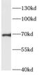 Rho Guanine Nucleotide Exchange Factor 7 antibody, FNab00564, FineTest, Western Blot image 