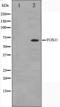 Forkhead box protein J1 antibody, orb224651, Biorbyt, Western Blot image 