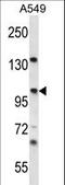 Protein unc-45 homolog A antibody, LS-C160433, Lifespan Biosciences, Western Blot image 
