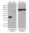 Heterogeneous nuclear ribonucleoprotein A0 antibody, LS-C798673, Lifespan Biosciences, Western Blot image 