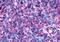 Dopamine receptor D4 antibody, NLS3921, Novus Biologicals, Immunohistochemistry paraffin image 