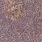 WAPL Cohesin Release Factor antibody, NBP1-92579, Novus Biologicals, Immunohistochemistry paraffin image 