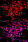 Serine/threonine-protein kinase 19 antibody, A7574, ABclonal Technology, Immunofluorescence image 