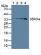Lactate Dehydrogenase C antibody, LS-C374787, Lifespan Biosciences, Western Blot image 