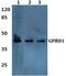 G-protein coupled receptor 81 antibody, PA5-75664, Invitrogen Antibodies, Western Blot image 