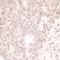Microtubule Associated Serine/Threonine Kinase Like antibody, A302-190A, Bethyl Labs, Immunohistochemistry frozen image 