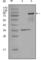 EPH Receptor A7 antibody, abx015739, Abbexa, Western Blot image 