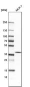 ATPase H+ Transporting V0 Subunit D1 antibody, HPA016938, Atlas Antibodies, Western Blot image 