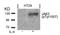 Janus Kinase 2 antibody, AP02435PU-N, Origene, Western Blot image 